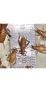 イエコML500gイエコM200gフタホシML1kg Amazon | 乾燥イエコオロギ ML 15g 爬虫類 エサ ハウス